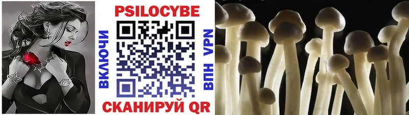 цена   Княгинино  Галлюциногенные грибы Psilocybine cubensis 